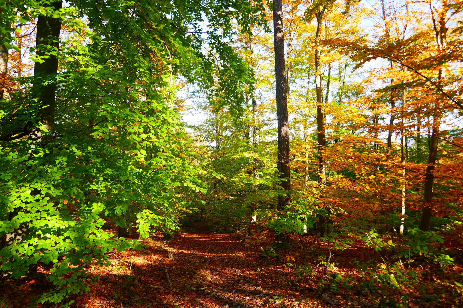 Herbstwald