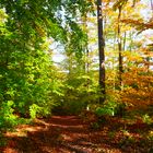 Herbstwald