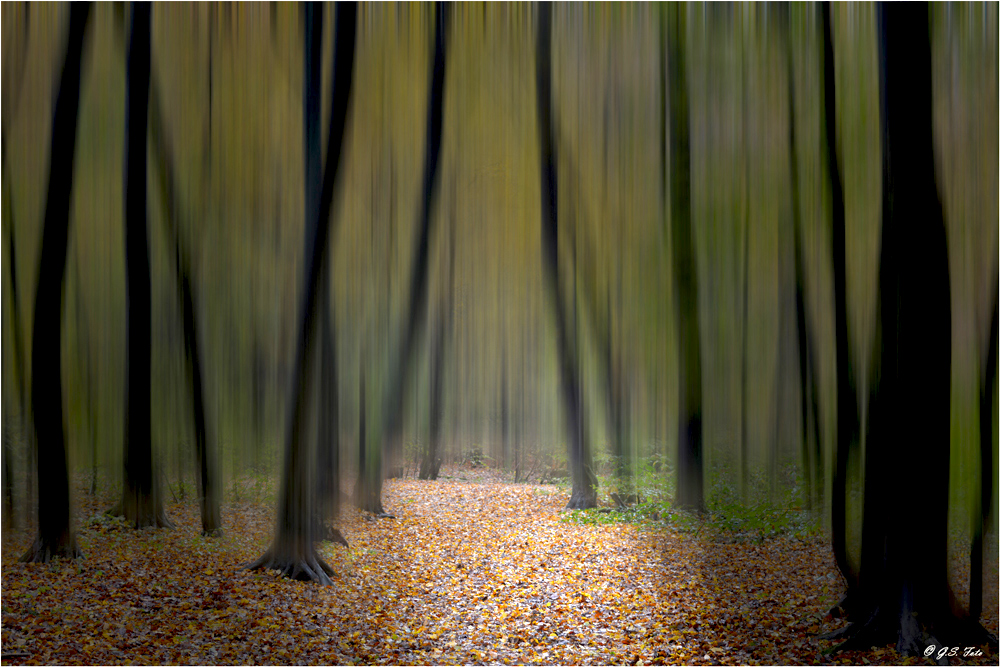 .... Herbstwald ....