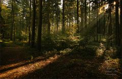 Herbstwald