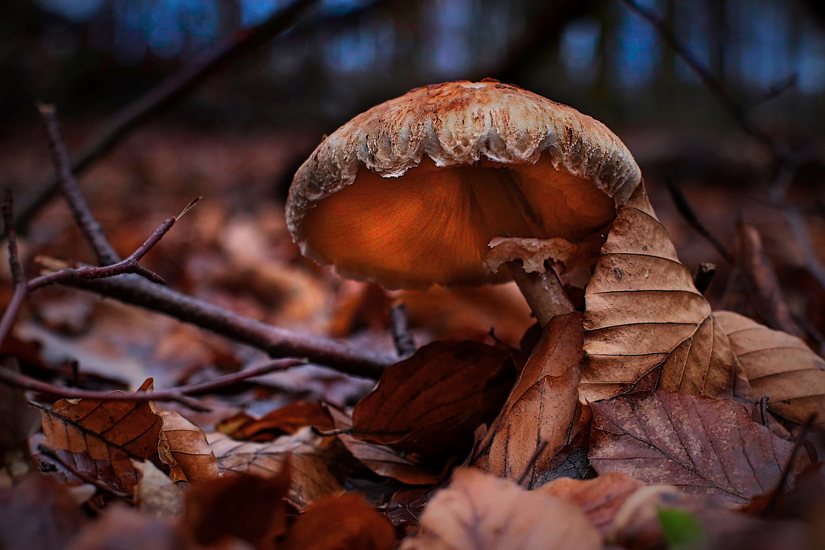 Herbstwald