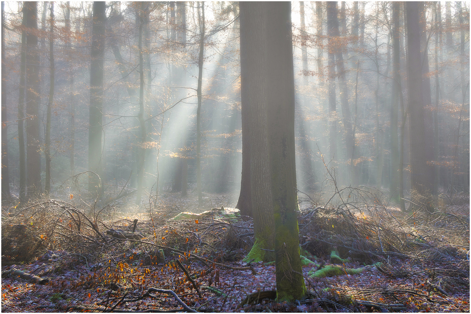 Herbstwald