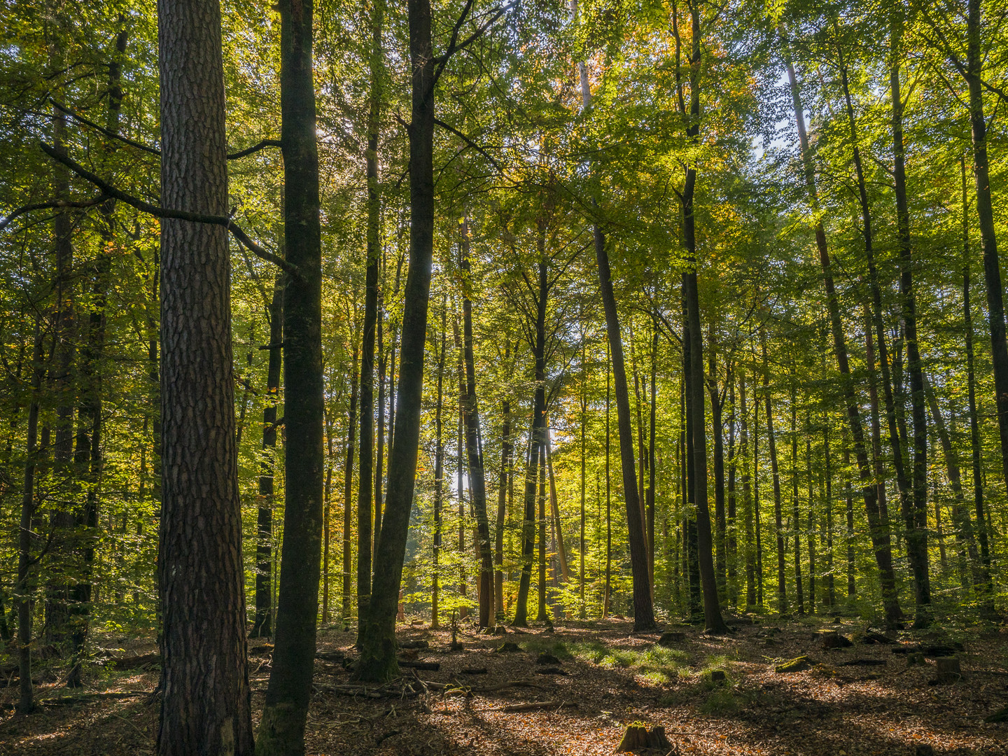 Herbstwald