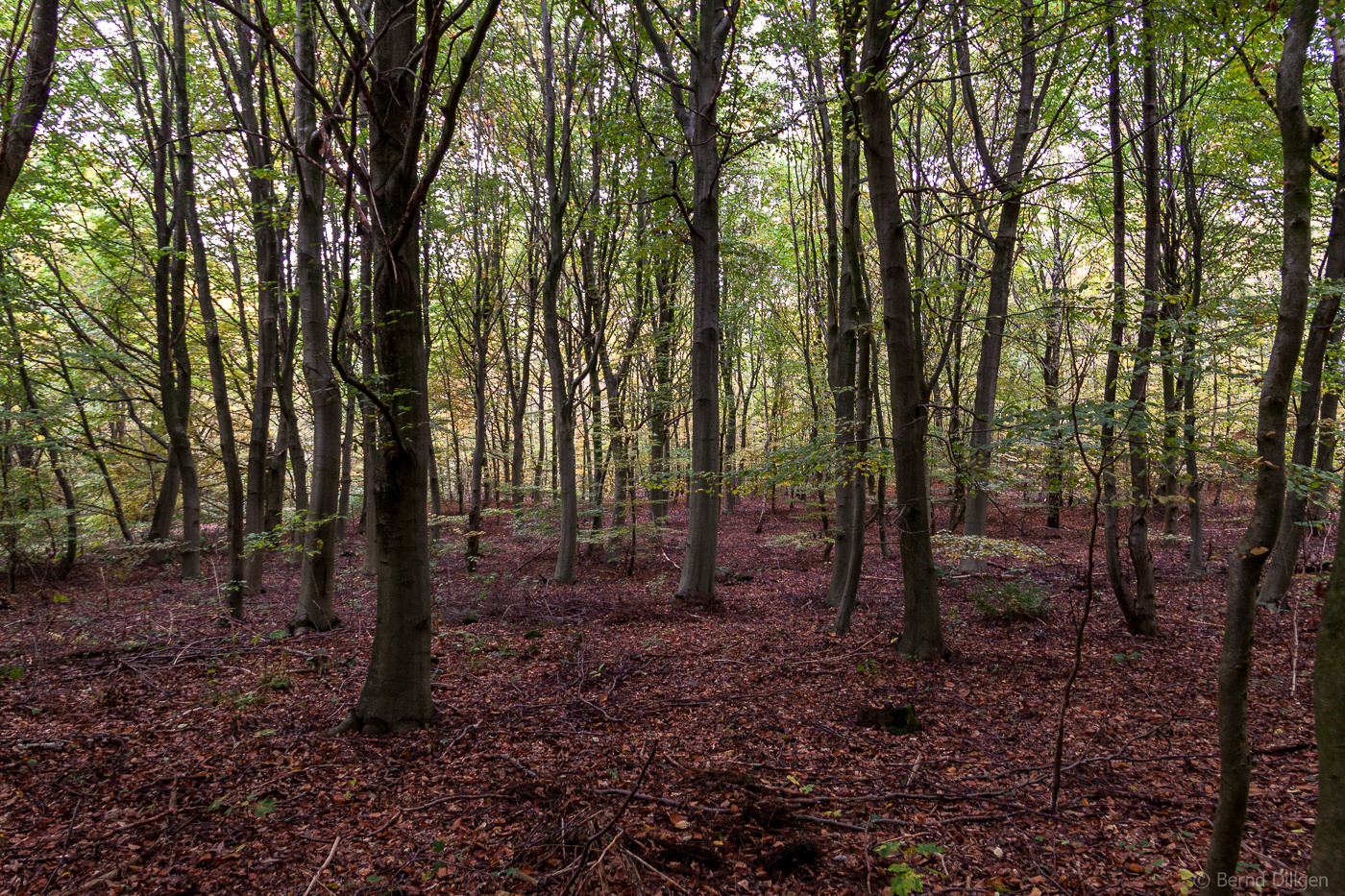 Herbstwald...