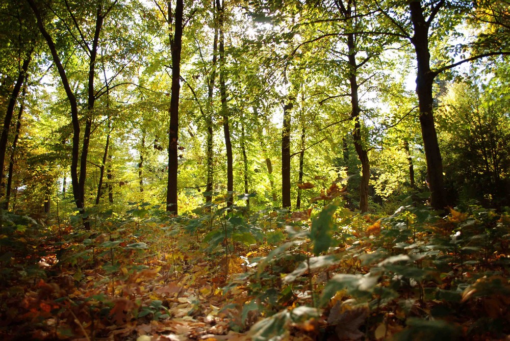 herbstwald