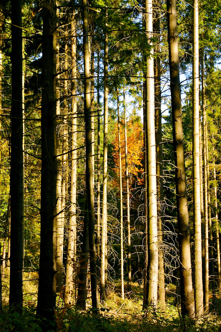 Herbstwald