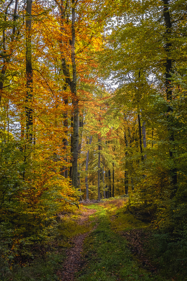 Herbstwald