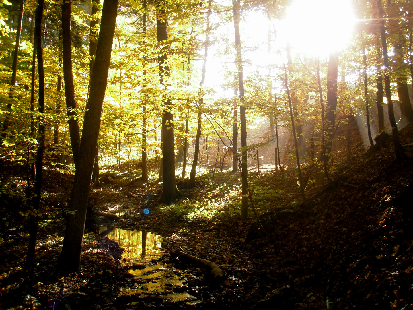 Herbstwald