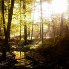 Herbstwald