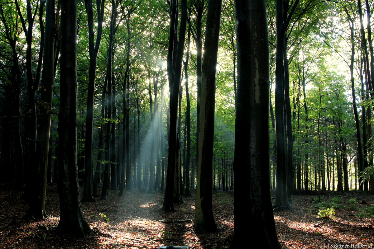 Herbstwald