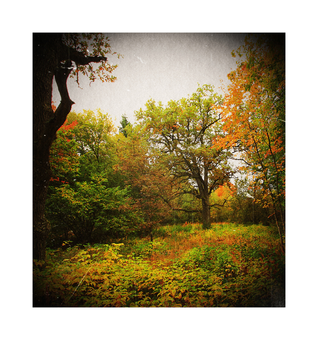 Herbstwald