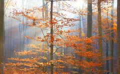 Herbstwald