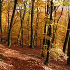 Herbstwald