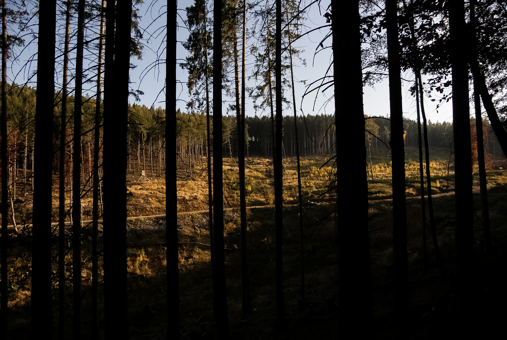 Herbstwald