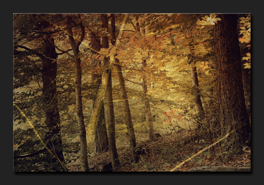 Herbstwald