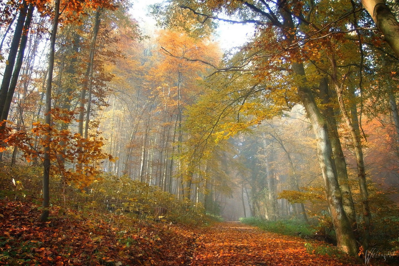 Herbstwald