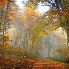 Herbstwald