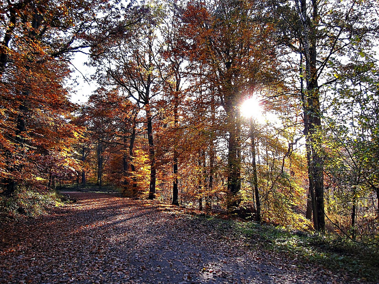 Herbstwald