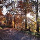 Herbstwald