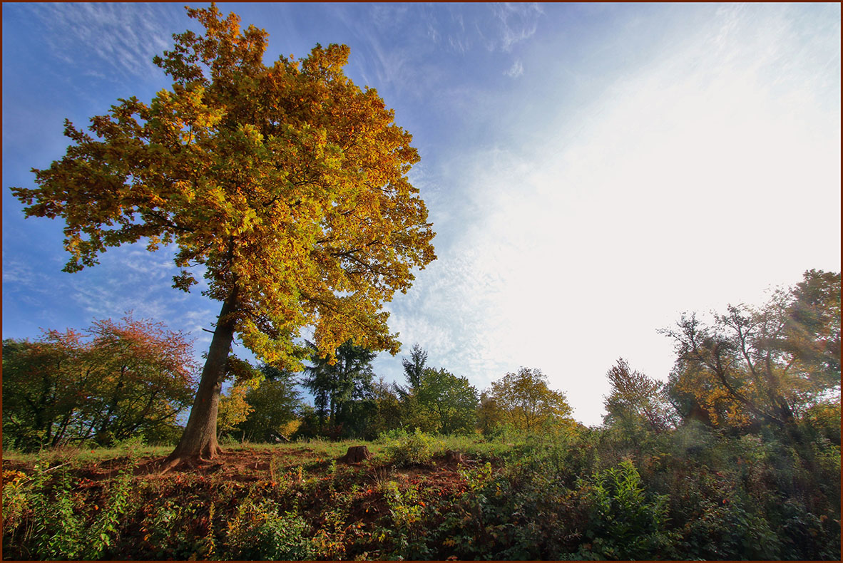 - Herbstwald -