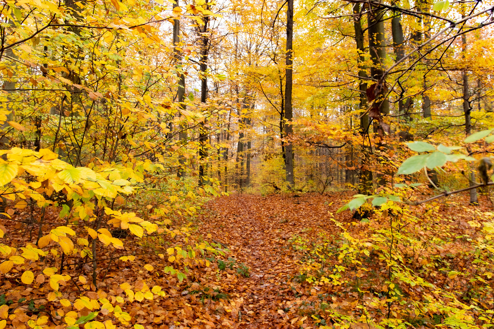 Herbstwald Chorin