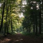 Herbstwald (classic)