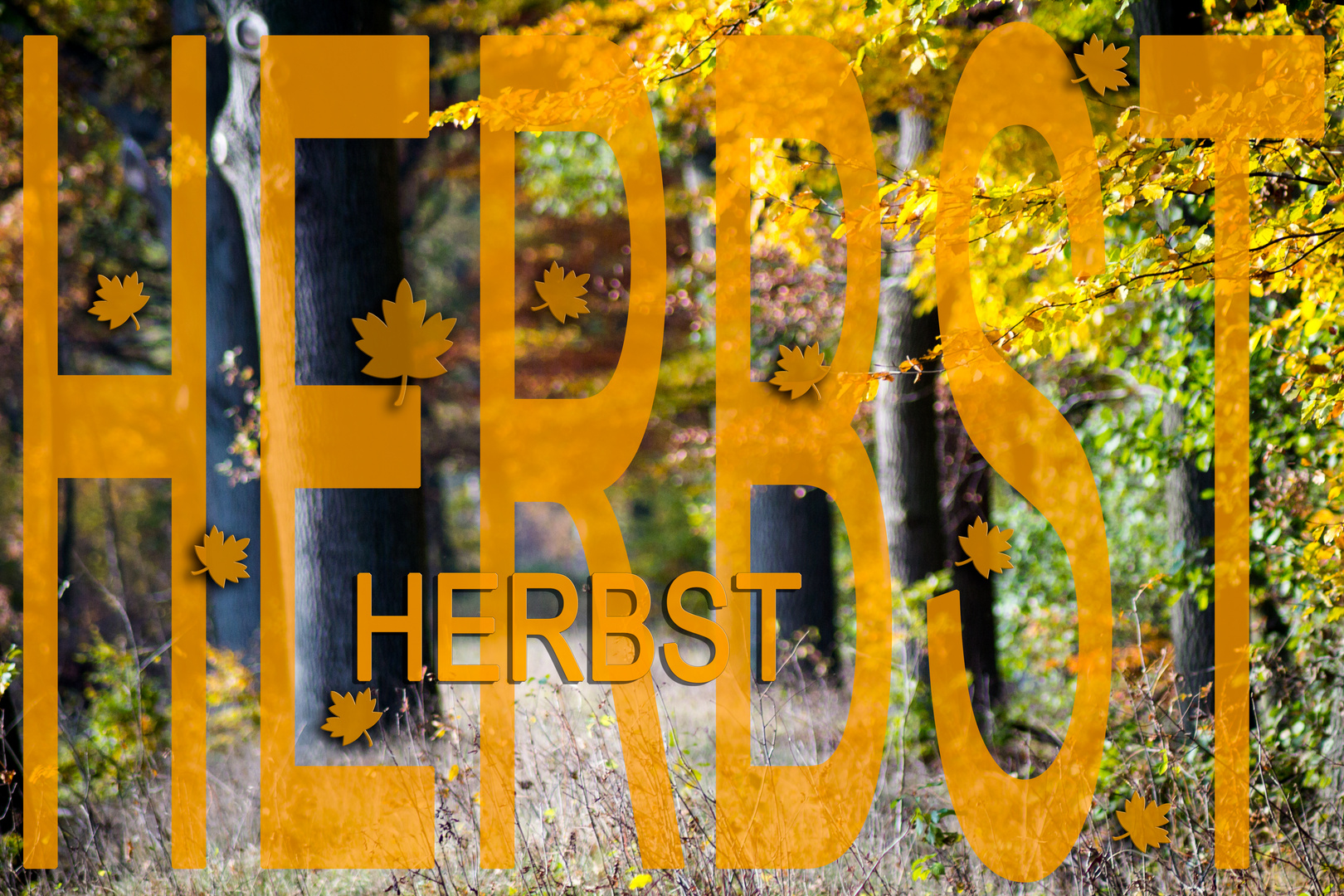 Herbstwald-Collage