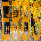 Herbstwald-Collage