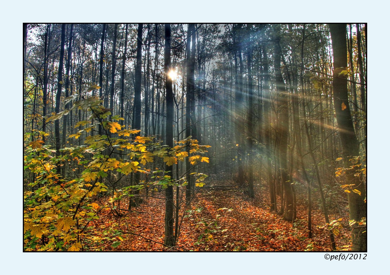 Herbstwald