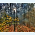 Herbstwald