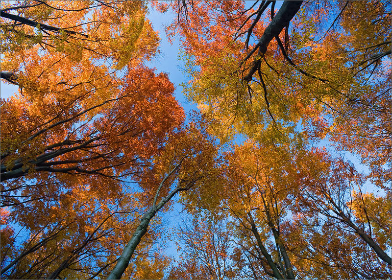 Herbstwald