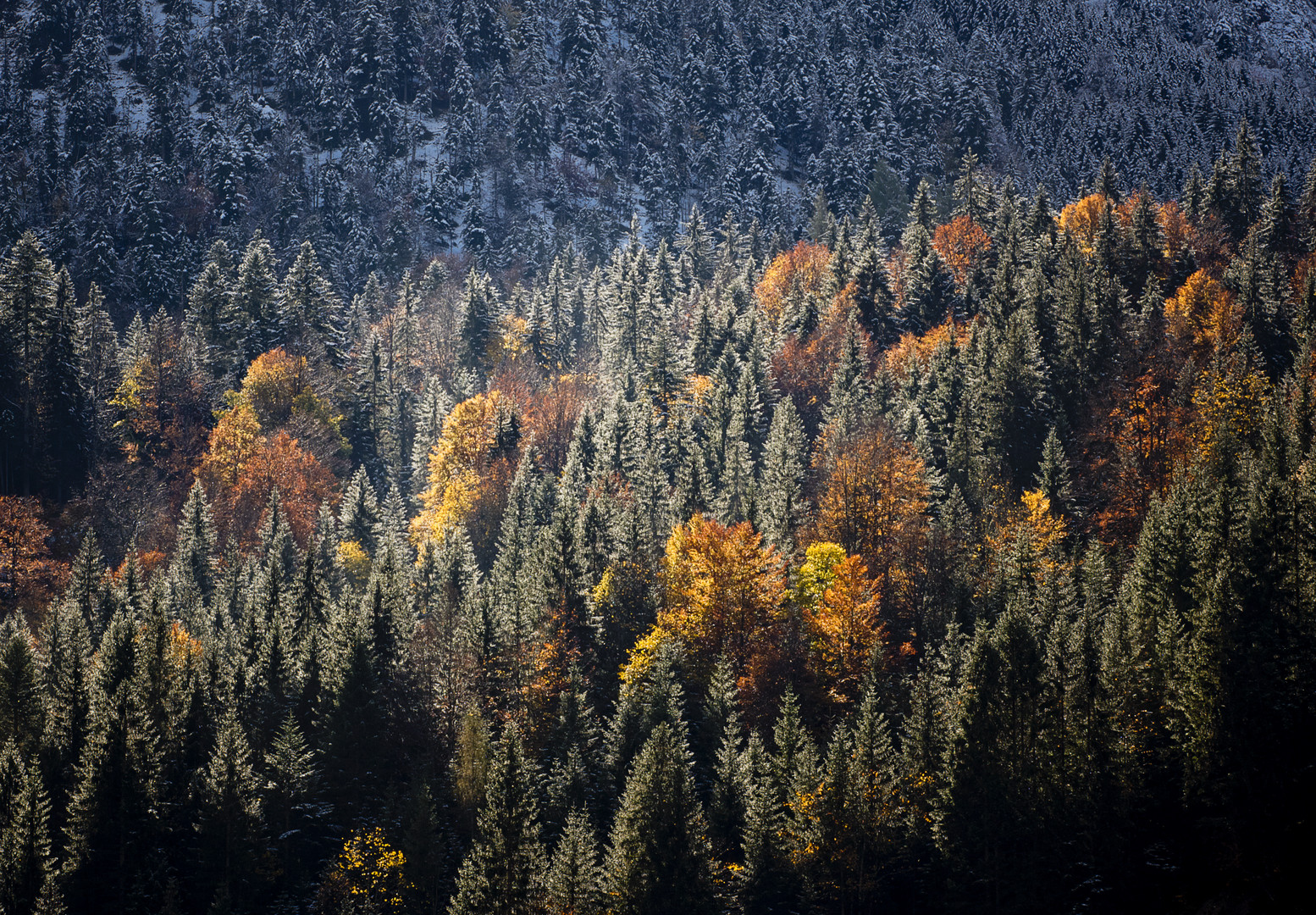 Herbstwald