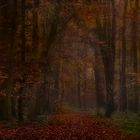 Herbstwald