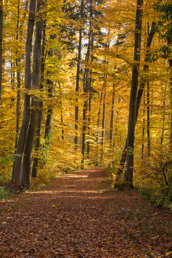 Herbstwald