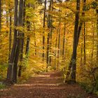 Herbstwald