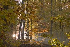 Herbstwald