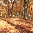 Herbstwald