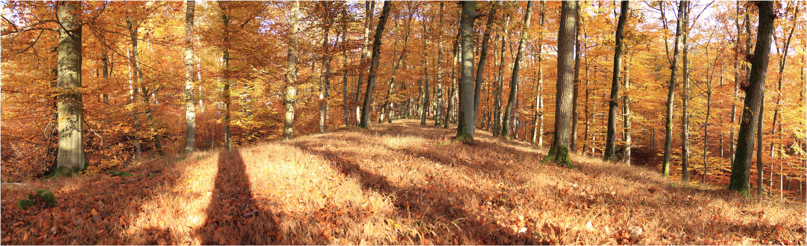 Herbstwald