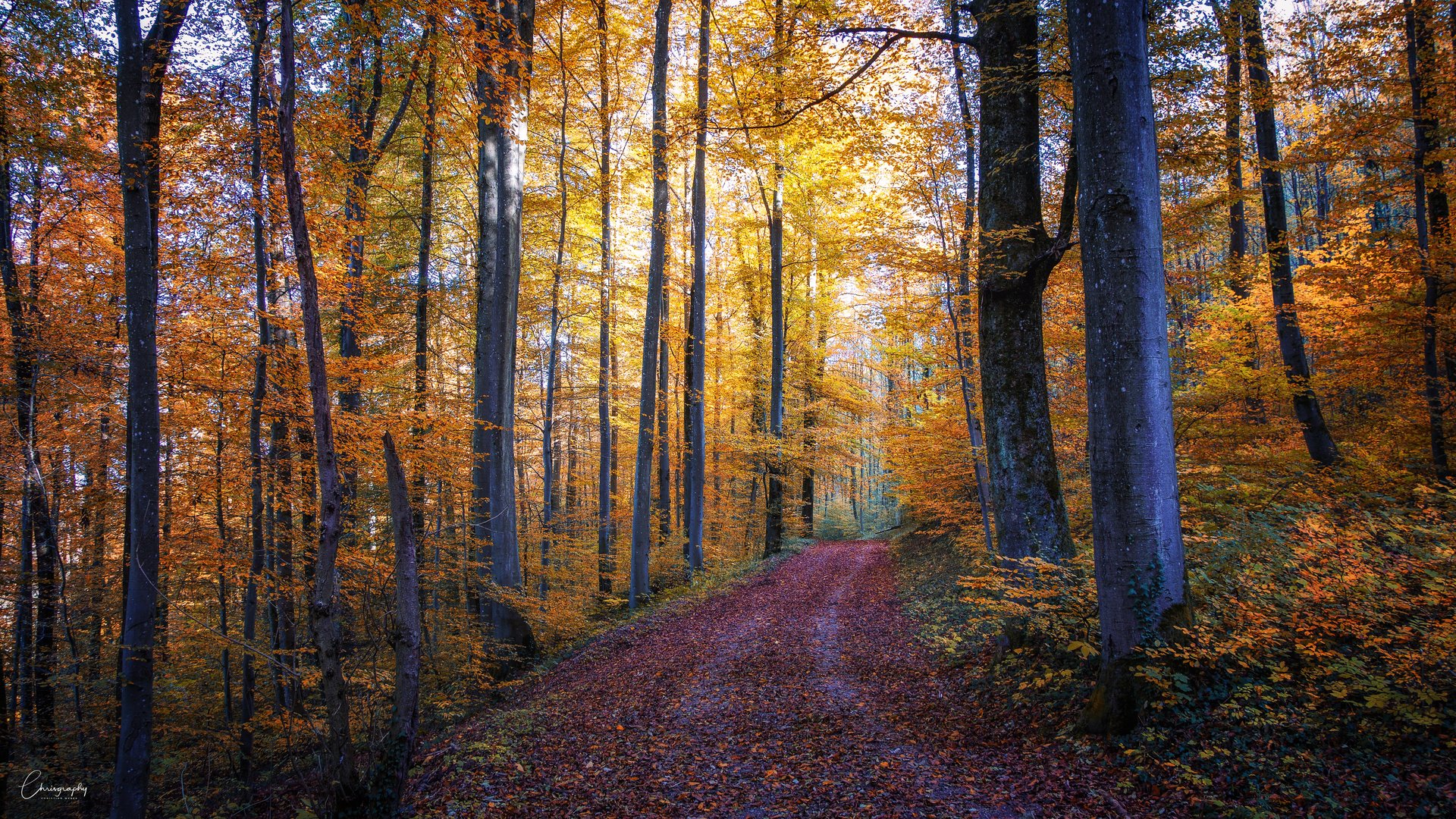 Herbstwald