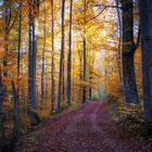 Herbstwald