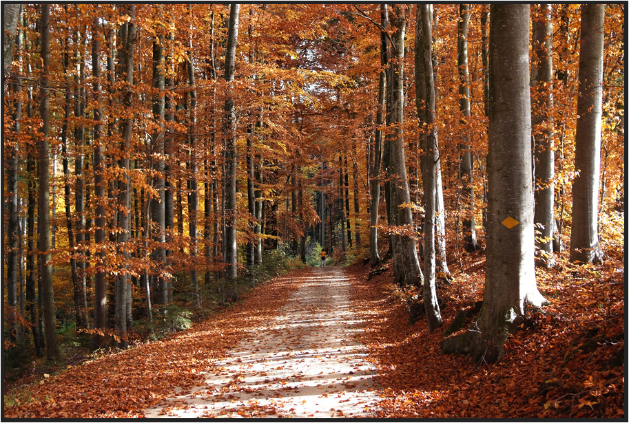 Herbstwald