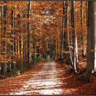 Herbstwald