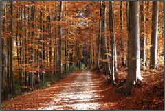 Herbstwald