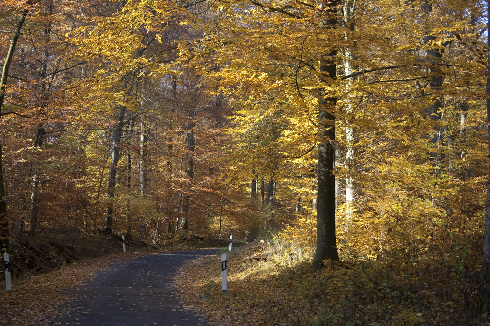 Herbstwald