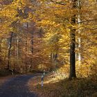 Herbstwald