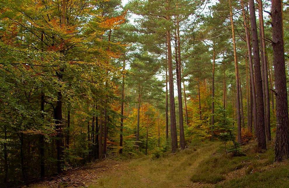 Herbstwald