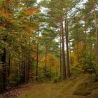 Herbstwald