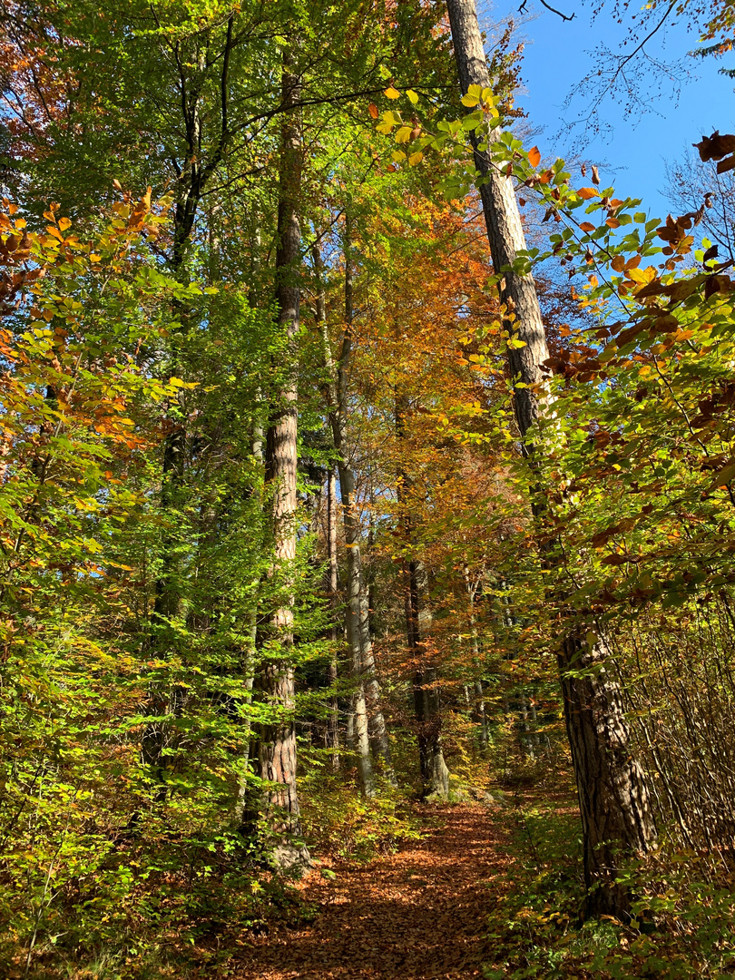 Herbstwald