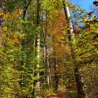 Herbstwald