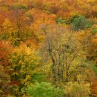 Herbstwald